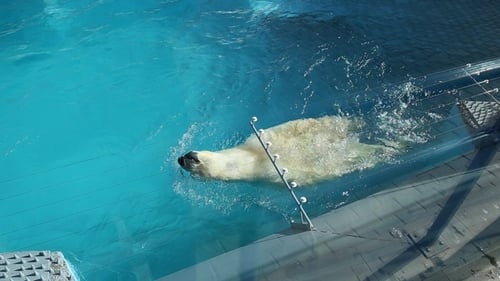Eisbär schwimmt im Wasser