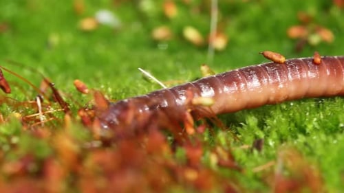 Ein Regenwurm ist ein wirbelloses LandTier, das zur Klasse der Clitellata gehört