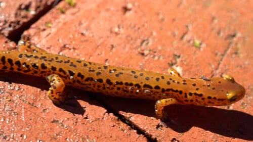 Salamander Crawling on Brick Surface
