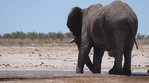 Lonely elephant around a waterhole