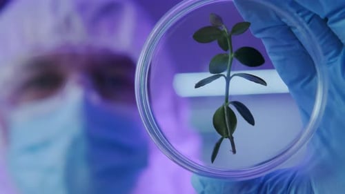 Laboratory Assistant Examines Green Leaf in Flask Standing Greenhouse on Hydroponics