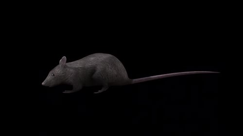 3D Animated Rat Walking With Alpha Channel