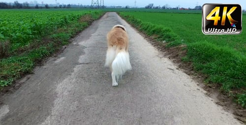 Der Hund ist im Feld 2