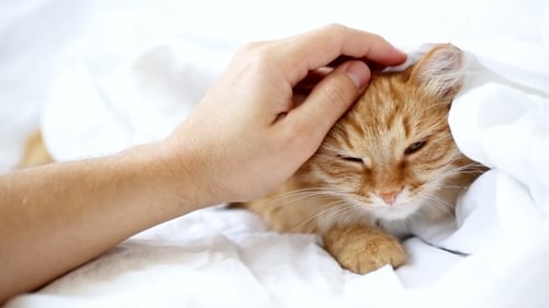 Ginger Cat Getting Gentle Petting on Bed