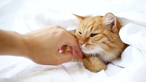 Adorable Orange Tabby Cat Relaxing Under Bed Sheets