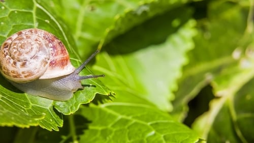 One Garden Snail On a Green Leaf