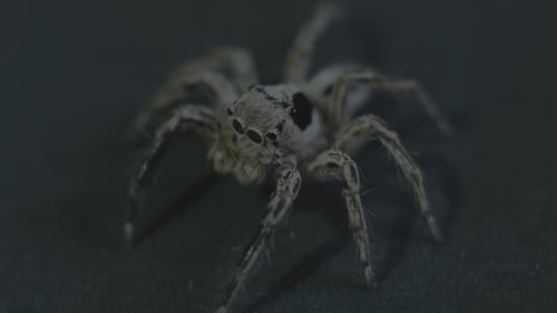 Araignée