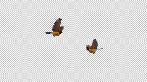 American Robins - 2 Birds Flying Around Screen - Transparent Loop - Alpha Chanel
