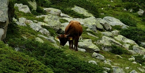 Cows on a Hill in the Mountains 1