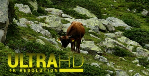 Cows on a Hill in the Mountains 1