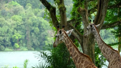 Two Giraffes in Savannah