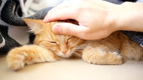 Ginger Cat Being Pet Under Blanket, Close Up