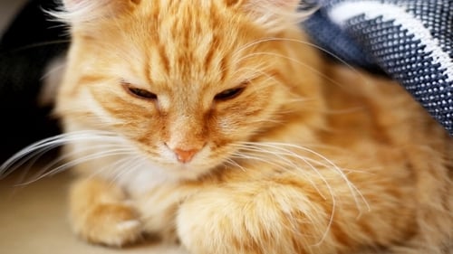 Ginger Cat Relaxing Under Blanket