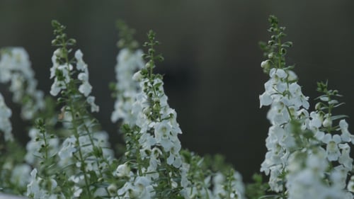 Delicate White Flowers Swaying Gently in the Breeze