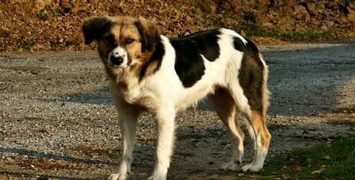 Dog