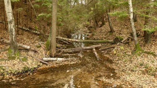 Creek in the Autumn Forest