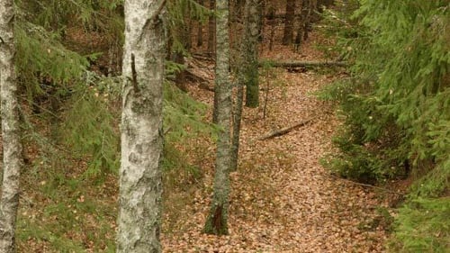 Over the Autumn Trail in the Forest