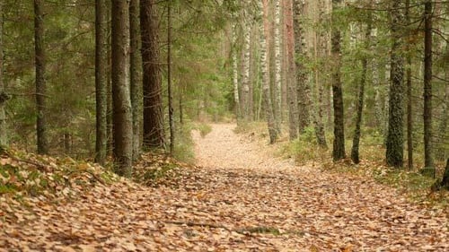 Herbst-Trail