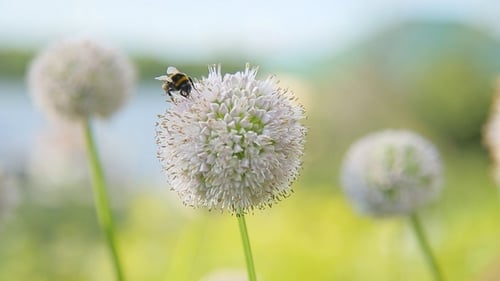 Bee on a Flower