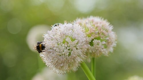 Abeille sur une fleur d'oignons