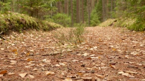 On the Walkway in the Forest