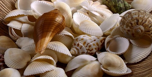 Assorted Seashells in a Woven Dish