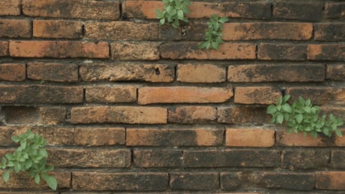 Weathered Brick Wall with Patches of Green Plants