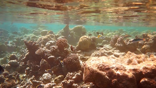 Arrecife coral tropical
