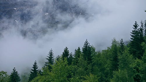 Mountain Forest Fog