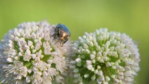 May-Bug isst