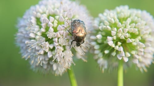 May-Bug isst Nektar