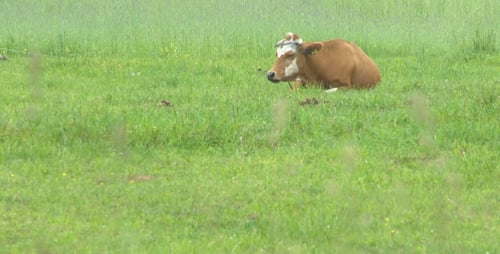 Cow Resting Peacefully in Grassy Rural Pasture