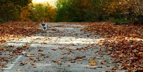Dog in the Autumn Park 1