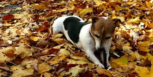 Dog in the Autumn Park 2