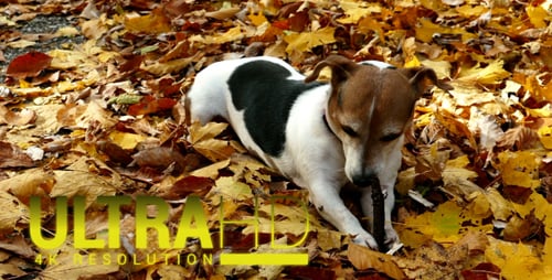 Dog in the Autumn Park 2