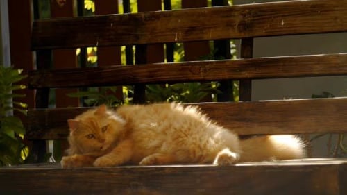 Katze Relax