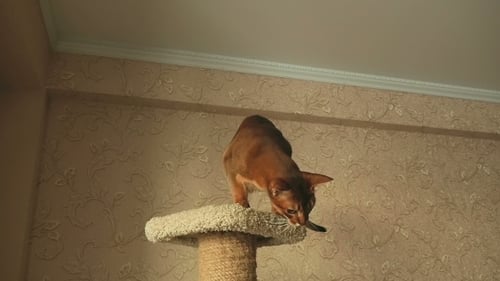Abyssinian Cat Playing