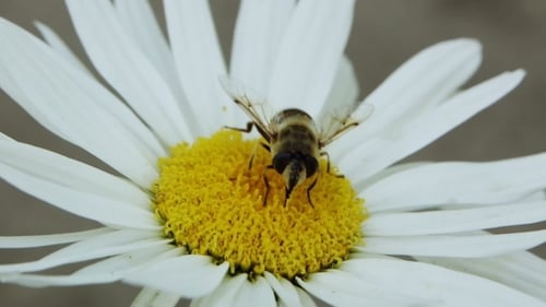 Biene auf einer Blume