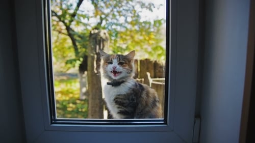 Cat Outside The Window