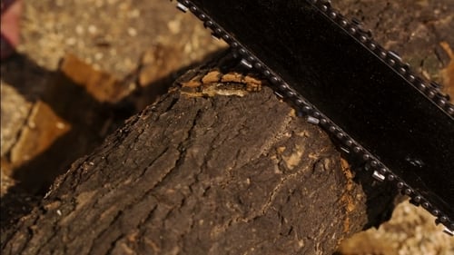 Chainsaw Cutting Thick Log of Wood into Pieces