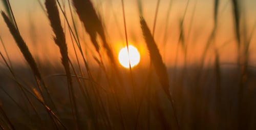 Coucher de soleil à travers les oreilles