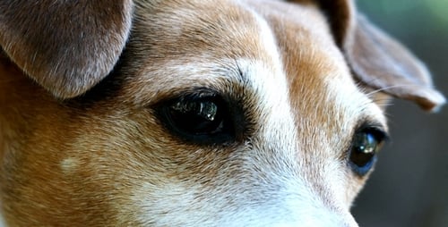 Close Up of Dog Outdoors on Sunny Day