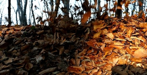 Falling Leaves on a Pile in Autumn Forest