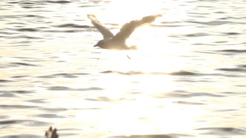 Gulls Soaring and Swimming on Ocean at Sunset