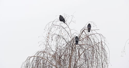 Black Ravens On The Tree Branch