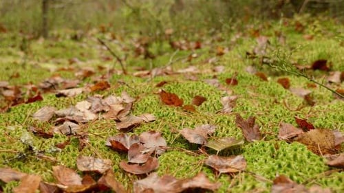 Abgefallene Blätter auf dem Moos
