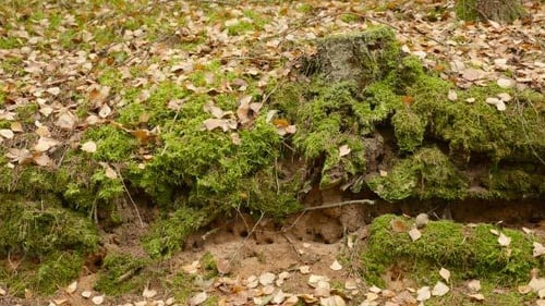 Mossy Tree Stump With Autumn Leaves in Forest