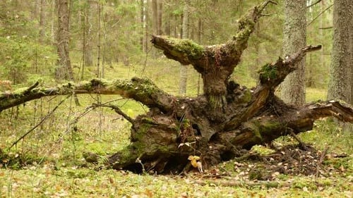 Mossy Tree Stump in a Green Forest