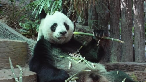 Panda Bear Eats Bamboo in Natural Habitat