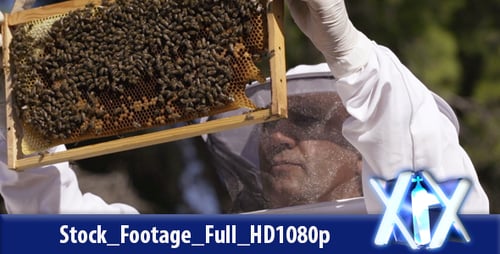 Beekeeper Inspects Honeycomb Frame Full of Bees